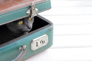 Cat in a suitcase