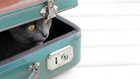 Cat in a suitcase