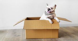 Dog in moving box